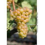 Vigne 'Chasselas' Vitis vignifera Raisin blanc