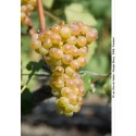 Vigne 'Chasselas' Vitis vignifera Raisin blanc