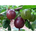 Groseilles à maquereaux 'Hinnonmaki' Rouge Ribes uva_crispa