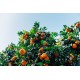 Mandarinier Satsuma 'Owari' Citrus reticulata subsp. unshiu 