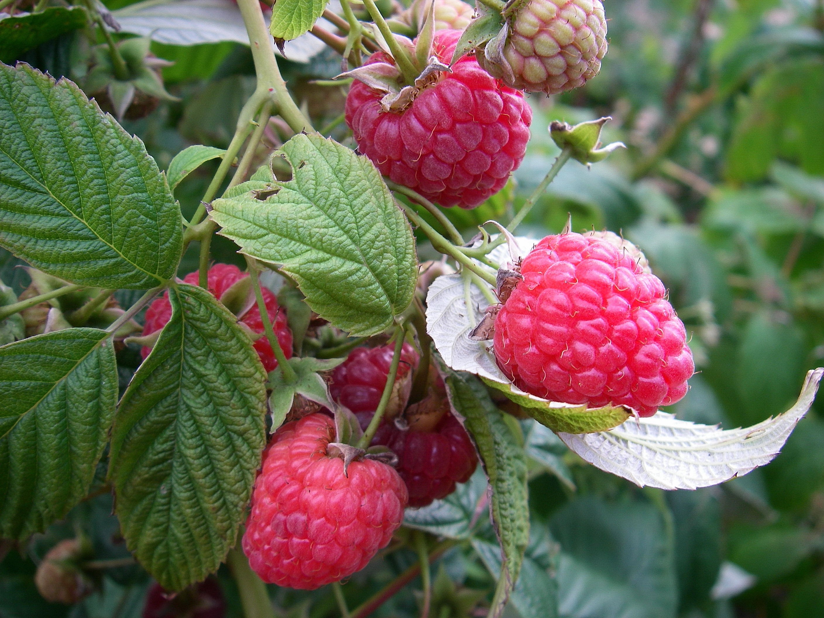 FRAMBOISIER 'Frambélise®' Rubus idaeus - Arbre fruitier