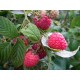 Framboisier remontant  'Purple' Rubus idaeus