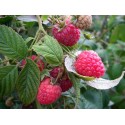 Framboisier Non remontant  'Geant' Rubus idaeus