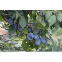Prunier de Damas, Quetsche, Prunus domestica