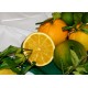 Citronnier épineux, Oranger trifolier Poncirus trifoliata