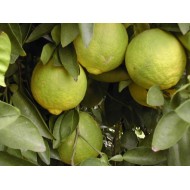 SHANGJUAN  Citrus ichang-lemon – Boule aromatique  shangjuan
