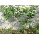 Citronnier épineux, Oranger trifolier Poncirus trifoliata