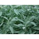 Sauge officinale Salvia officinalis