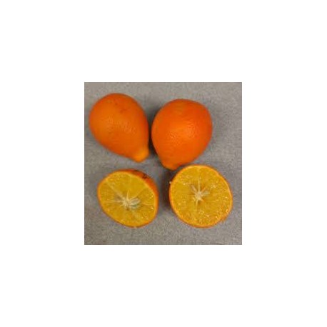 Orangequat  Citrus unshiu X Fortunella margarita