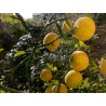 Citronier épineux, Oranger trifolier Poncirus trifoliata