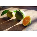 Citronnier épineux, Oranger trifolier Poncirus trifoliata