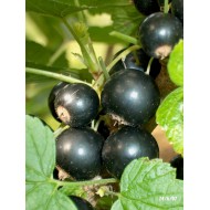 Cassissier (Cassis) ' Black pearl ' Ribes nigrum Groseillier noir