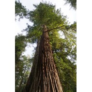 Sequoia giganteum, Sequoia géant arbre d'ornement