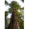 Sequoia giganteum, 