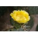 Figuier de Barbarie Opuntia engelmannii Cactus raquette