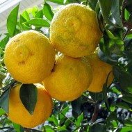 Mandarinier Satsuma 'Owari' Citrus reticulata subsp. unshiu 