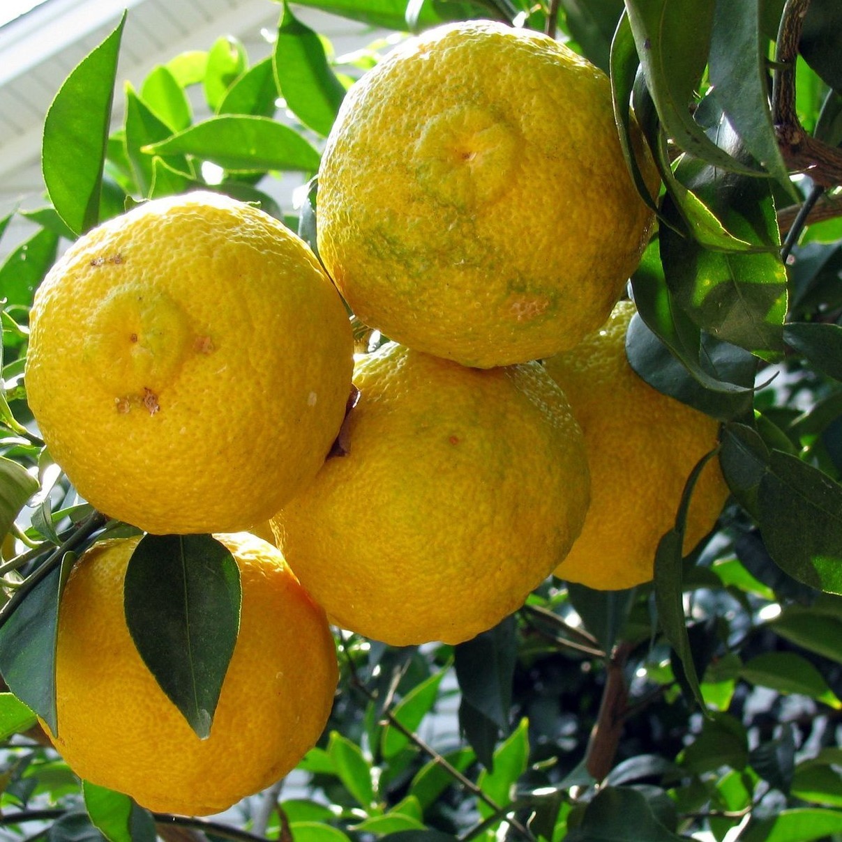 Citronnier épineux Pomeroy - Vente en ligne de plants de