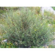Saule osier, Saule des vanniers, Saule vert Salix viminalis