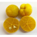 Eremorange citron caviar Eremocitrus x Citrus sinensis